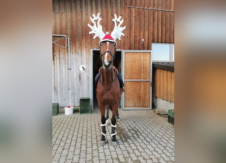 Trakehner, Mare, 14 years, 16.1 hh, Brown