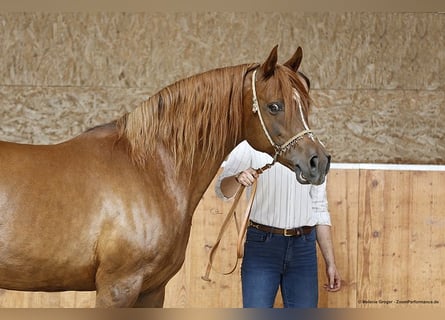 Trakehner, Mare, 15 years, 15.2 hh, Chestnut-Red