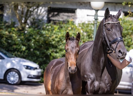 Trakehner, Mare, 15 years, Smoky-Black