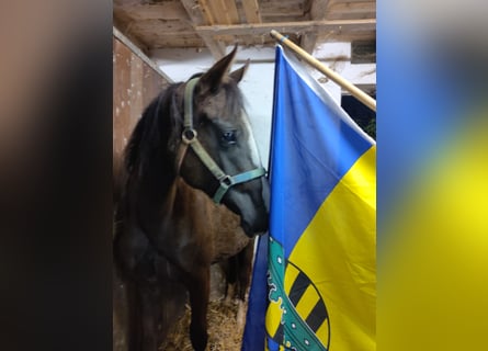 Trakehner, Mare, 1 year, 14,3 hh, Smoky-Black
