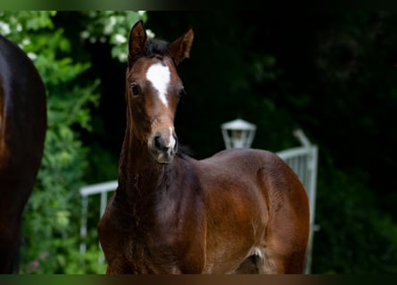 Trakehner, Mare, 1 year, 16.1 hh, Bay-Dark