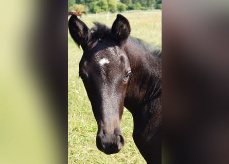 Trakehner, Mare, 1 year, 16,1 hh, Black