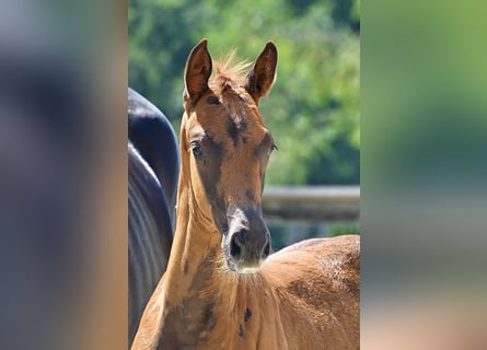 Trakehner, Mare, 1 year, 16,1 hh, Chestnut