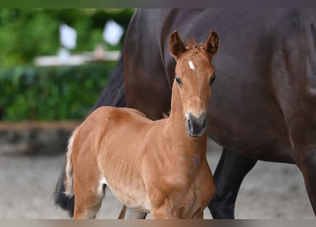 Trakehner, Mare, 1 year, 16,1 hh, Chestnut-Red