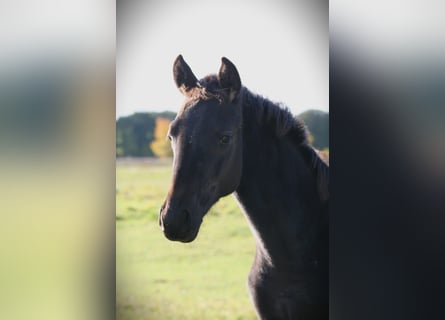 Trakehner, Mare, 1 year, 16.2 hh, Black