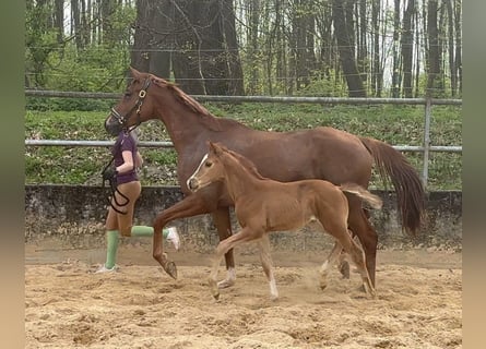 Trakehner, Mare, 1 year, 16,2 hh, Chestnut-Red