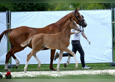 Trakehner, Mare, 1 year, 16,2 hh, Chestnut-Red