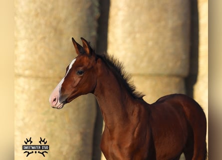 Trakehner, Mare, 1 year, 16 hh, Brown