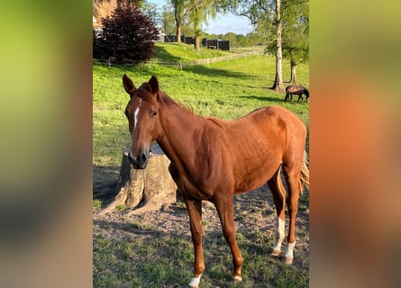 Trakehner, Mare, 1 year, 16,1 hh, Chestnut-Red