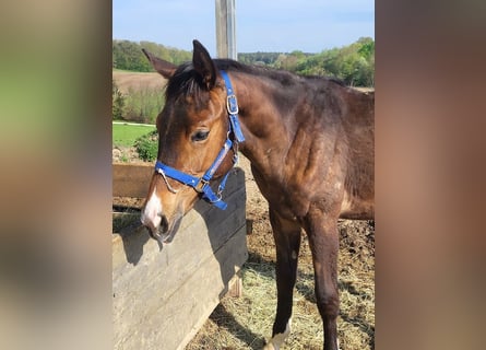 Trakehner, Stute, 1 Jahr, 17 hh, Brauner