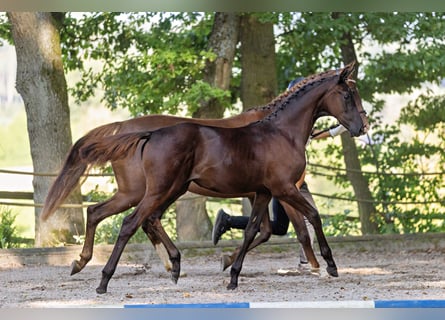 Trakehner, Mare, 1 year, Bay-Dark