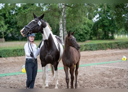 Trakehner, Mare, 1 year, Black