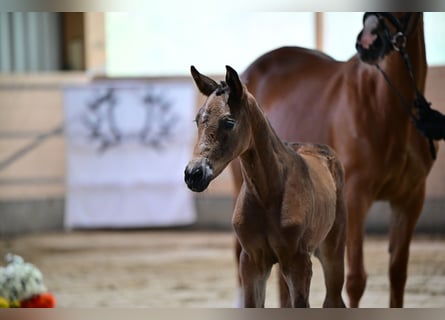 Trakehner, Mare, 1 year, Brown