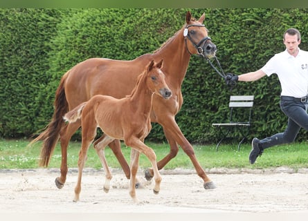 Trakehner, Mare, 1 year, Chestnut-Red