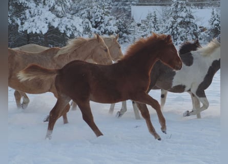 Trakehner, Mare, 1 year, Chestnut-Red