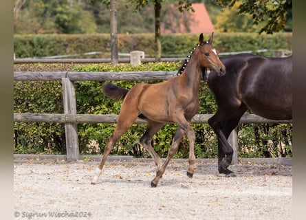 Trakehner, Mare, 1 year