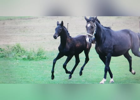 Trakehner, Mare, 20 years, 16,3 hh, Bay-Dark