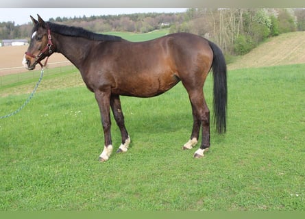 Trakehner, Mare, 20 years, 16,3 hh