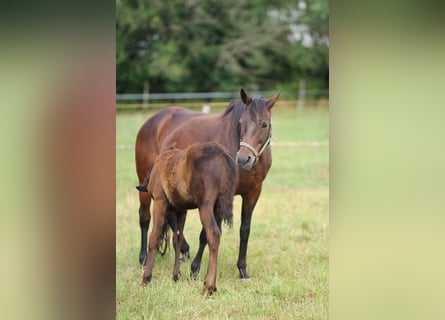 Trakehner, Mare, 22 years, 16 hh, Brown