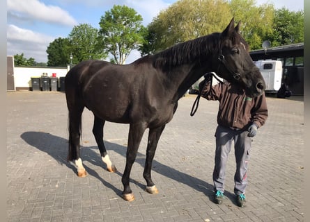 Trakehner, Mare, 23 years, 16.1 hh, Bay-Dark