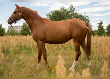 Trakehner, Mare, 2 years, 15.2 hh, Chestnut-Red