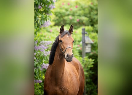 Trakehner, Mare, 2 years, 16.1 hh, Brown