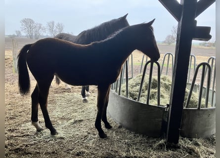 Trakehner, Mare, 2 years, 16.1 hh, Brown