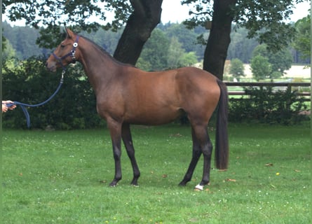 Trakehner, Mare, 2 years, 16.1 hh, Brown