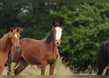 Trakehner, Mare, 2 years, 16,1 hh, Brown