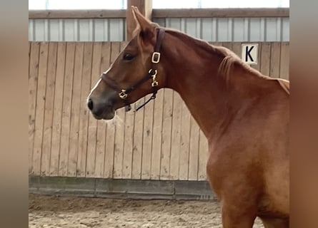 Trakehner, Mare, 2 years, 16 hh, Chestnut-Red