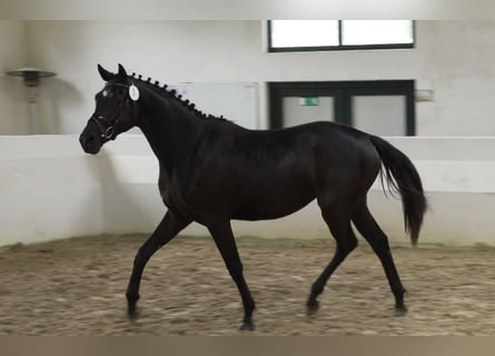 Trakehner, Stute, 2 Jahre, 16 hh, Schimmel