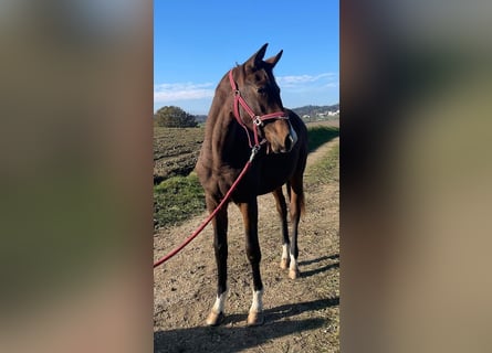 Trakehner, Mare, 2 years, 17 hh, Brown