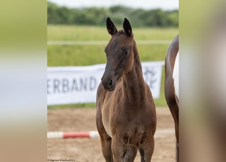 Trakehner, Mare, 2 years, Black