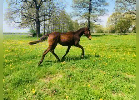 Trakehner, Mare, 2 years, Brown