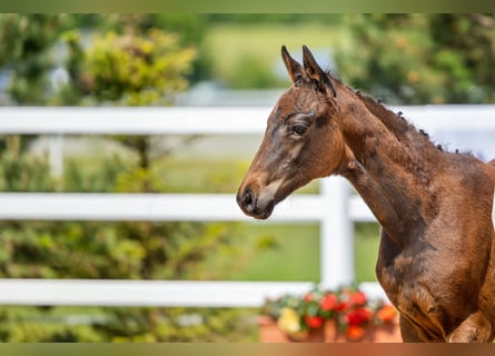 Trakehner, Mare, 2 years, Brown