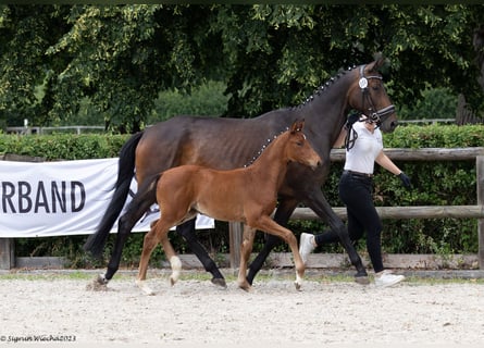 Trakehner, Mare, 2 years, Brown