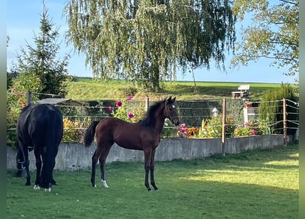 Trakehner, Mare, 2 years, Brown