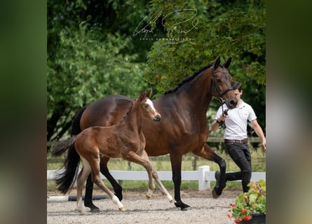 Trakehner, Mare, 2 years