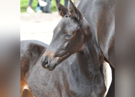 Trakehner, Mare, 2 years, Smoky-Black