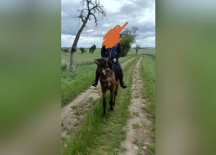 Trakehner, Mare, 3 years, 15.1 hh, Bay-Dark