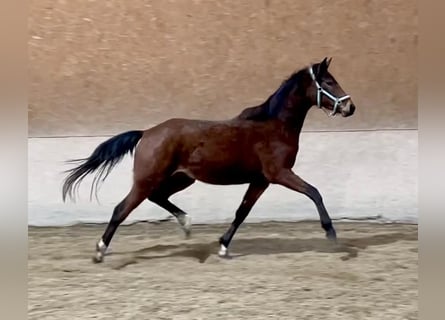 Trakehner, Mare, 3 years, 15.1 hh, Brown