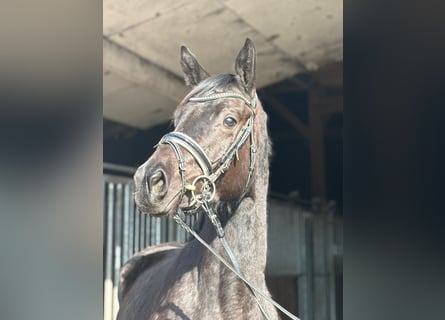 Trakehner, Mare, 3 years, 15.2 hh, Black