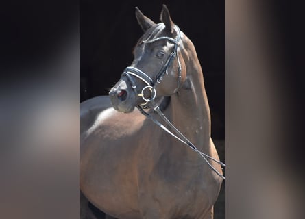 Trakehner, Mare, 3 years, 15.2 hh, Black