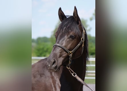 Trakehner, Mare, 3 years, 15,3 hh, Black