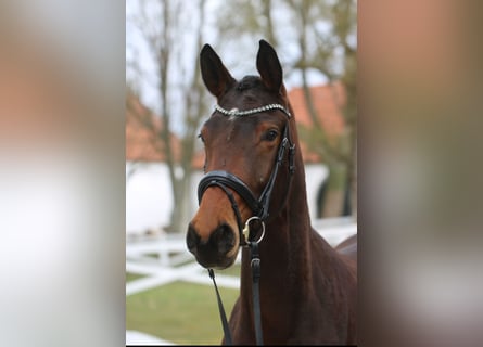 Trakehner, Mare, 3 years, 16.1 hh, Brown