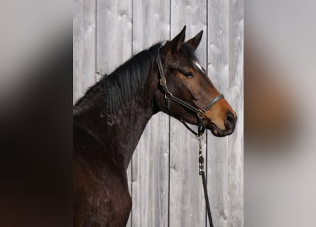 Trakehner, Mare, 3 years, 16.1 hh, Brown