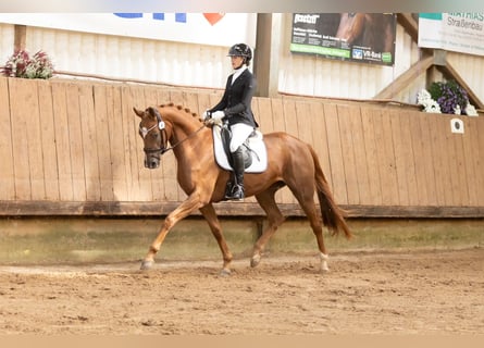 Trakehner, Mare, 3 years, 16.1 hh, Chestnut-Red