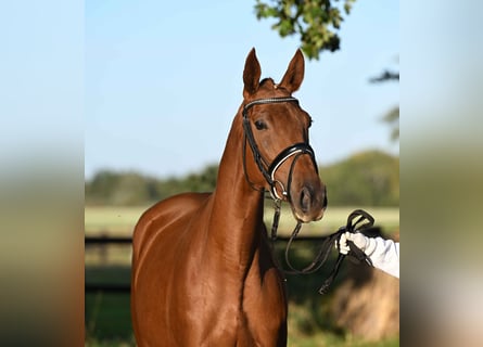 Trakehner, Mare, 3 years, 16,1 hh, Chestnut-Red