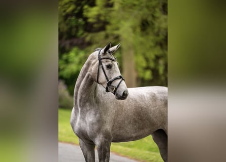 Trakehner, Mare, 3 years, 16.1 hh, Grey