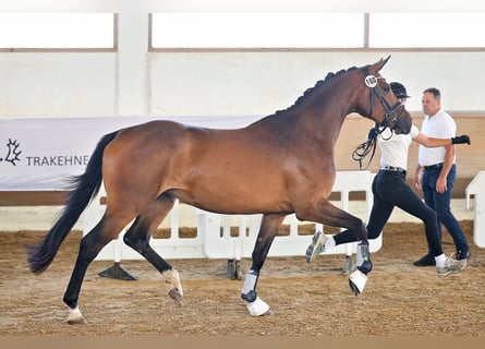 Trakehner, Mare, 3 years, 16.2 hh, Brown